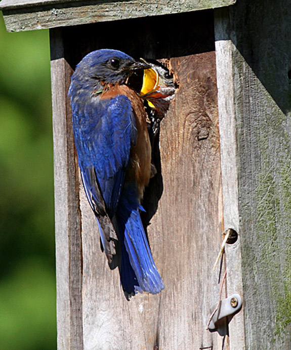 rosie-the-riveter-Hang-Bluebird-nestbox