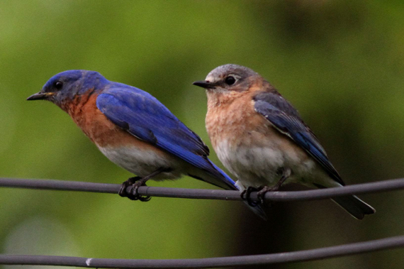 rosie-the-riveter-bluebird-pair